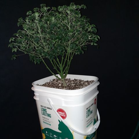 Australian Bastard Male growlog timeline photo
