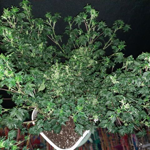 Australian Bastard Female  growlog timeline photo