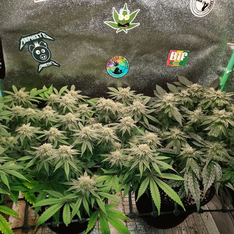 Peanut Butter Breath S1  growlog timeline photo