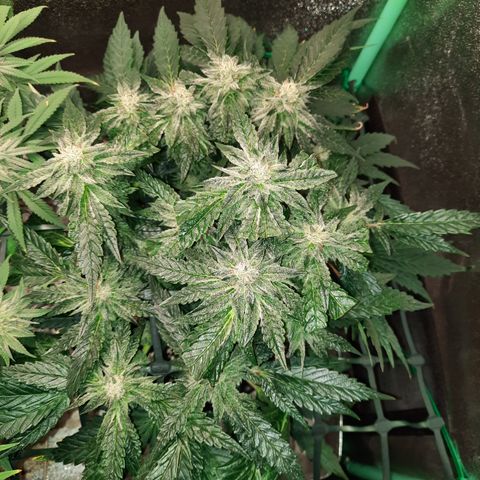 Peanut Butter Breath S1  growlog timeline photo