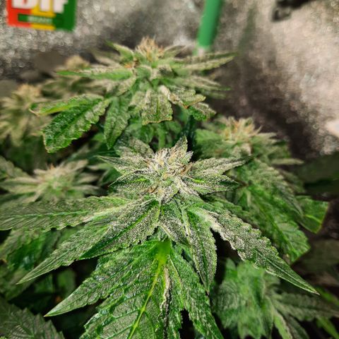 Peanut Butter Breath S1  growlog timeline photo