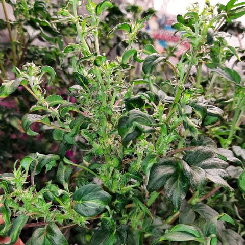 Australian Bastard Female  growlog timeline photo