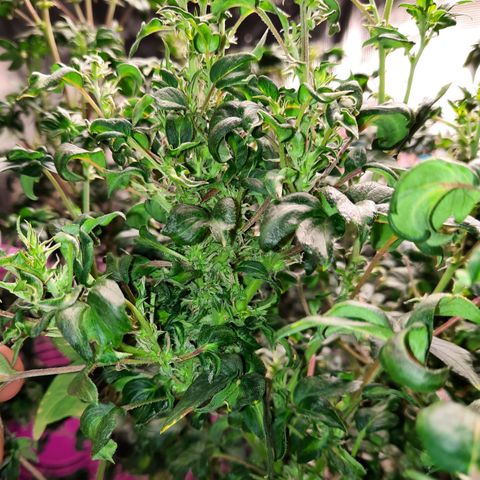 Australian Bastard Female  growlog timeline photo