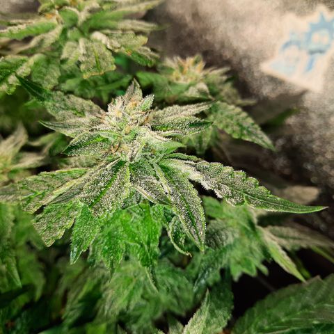 Peanut Butter Breath S1  growlog timeline photo