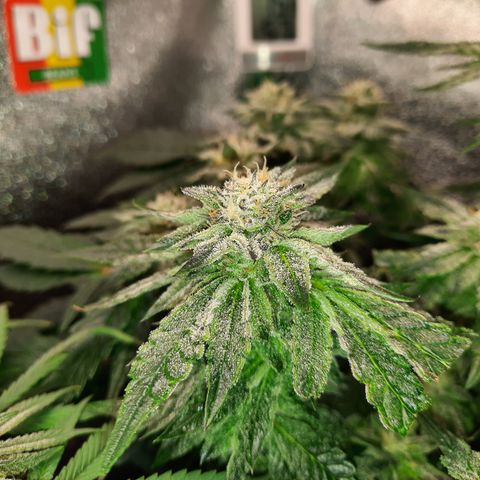 Peanut Butter Breath S1  growlog timeline photo