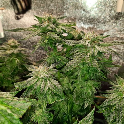 Peanut Butter Breath S1  growlog timeline photo