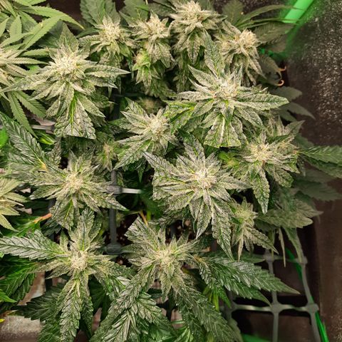 Peanut Butter Breath S1  growlog timeline photo