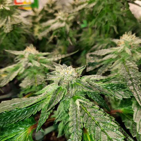 Peanut Butter Breath S1  growlog timeline photo