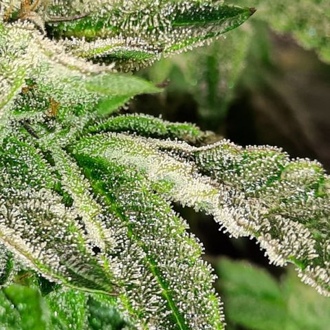 Peanut Butter Breath S1  growlog timeline photo