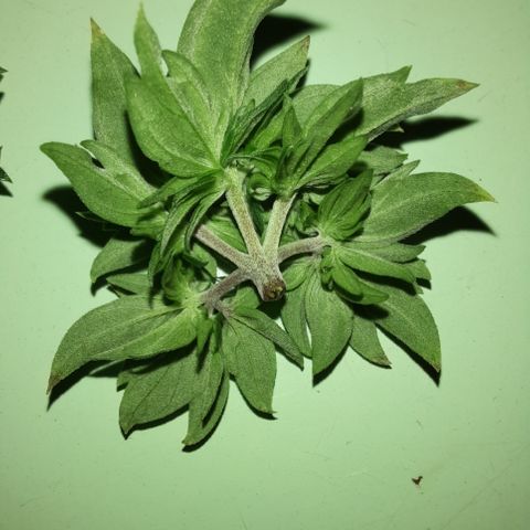 Australian Bastard Male growlog timeline photo