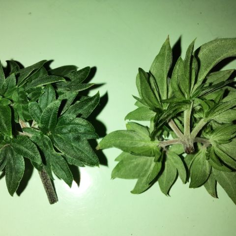 Australian Bastard Male growlog timeline photo