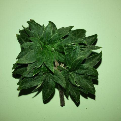 Australian Bastard Male growlog timeline photo