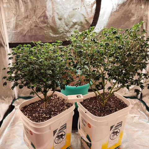 Australian Bastard Female  growlog timeline photo