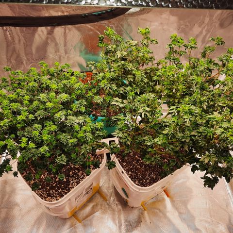 Australian Bastard Female  growlog timeline photo