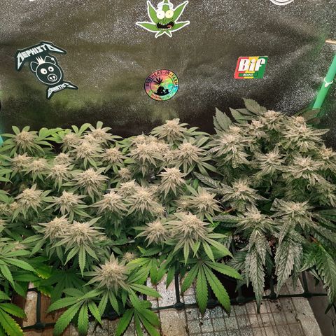 Peanut Butter Breath S1  growlog timeline photo