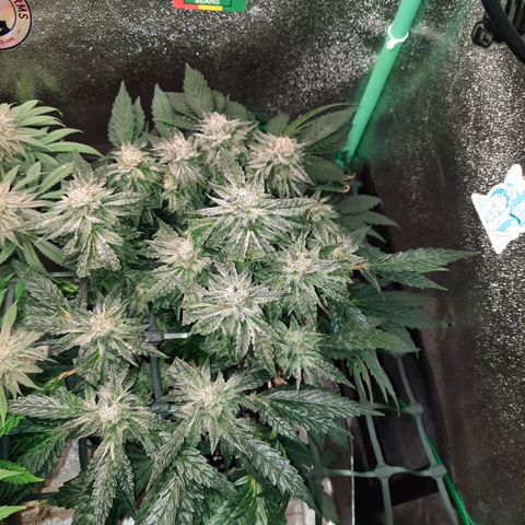 Peanut Butter Breath S1  growlog timeline photo