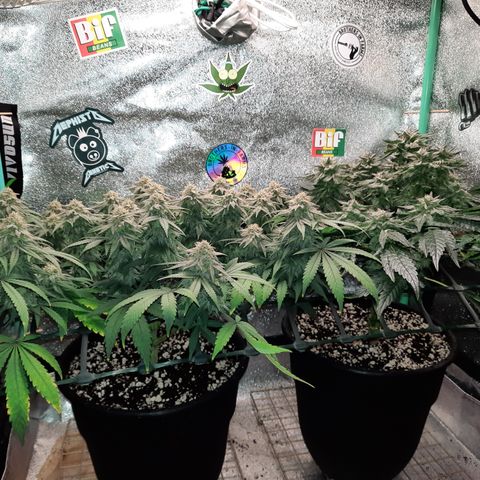 Peanut Butter Breath S1  growlog timeline photo