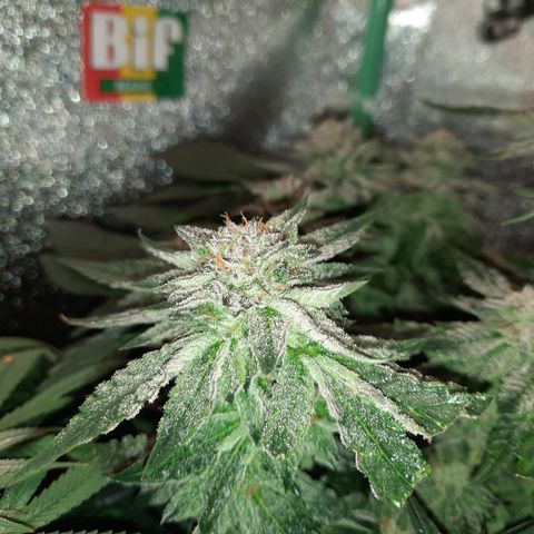 Peanut Butter Breath S1  growlog timeline photo