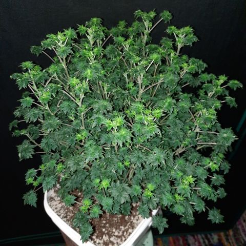 Australian Bastard Male growlog timeline photo