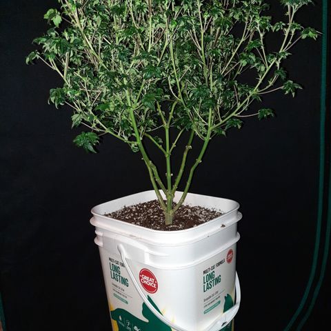 Australian Bastard Female  growlog timeline photo