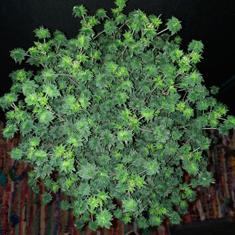 Australian Bastard Male growlog timeline photo