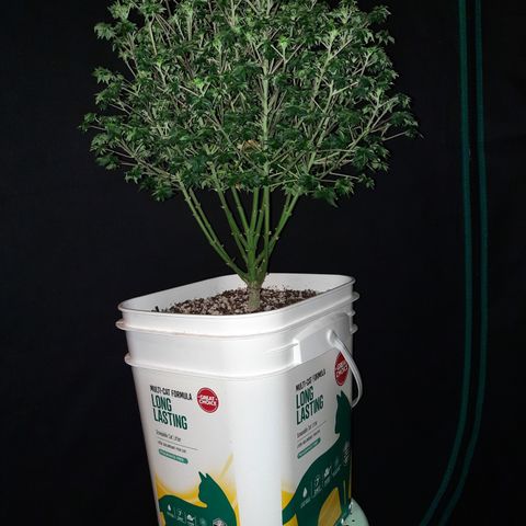 Australian Bastard Male growlog timeline photo