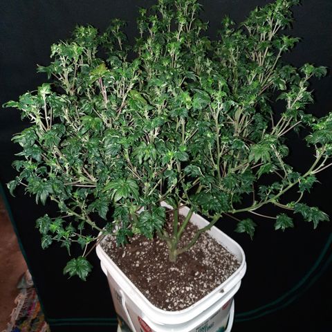 Australian Bastard Female  growlog timeline photo