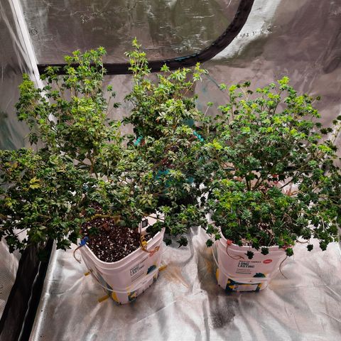 Australian Bastard Female  growlog timeline photo