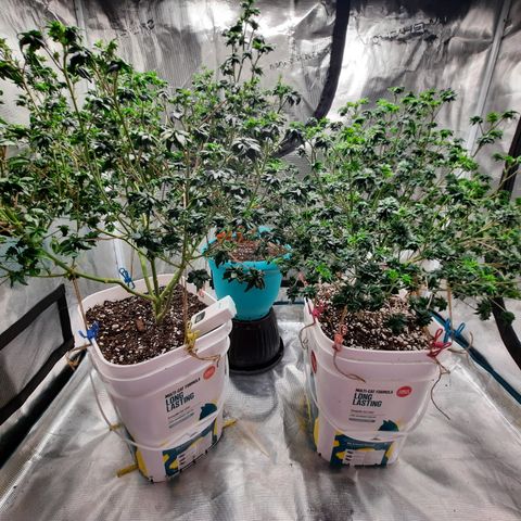 Australian Bastard Female  growlog timeline photo