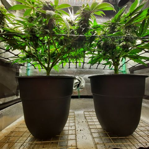 Peanut Butter Breath S1  growlog timeline photo