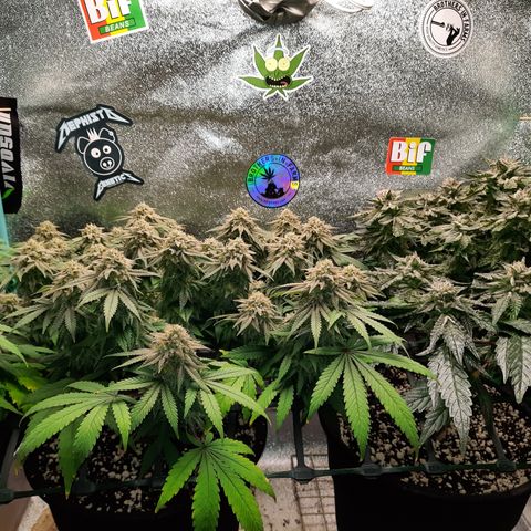Peanut Butter Breath S1  growlog timeline photo
