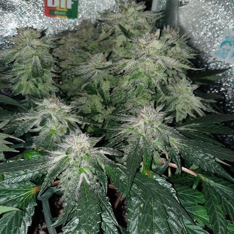 Peanut Butter Breath S1  growlog timeline photo