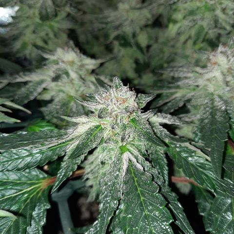 Peanut Butter Breath S1  growlog timeline photo