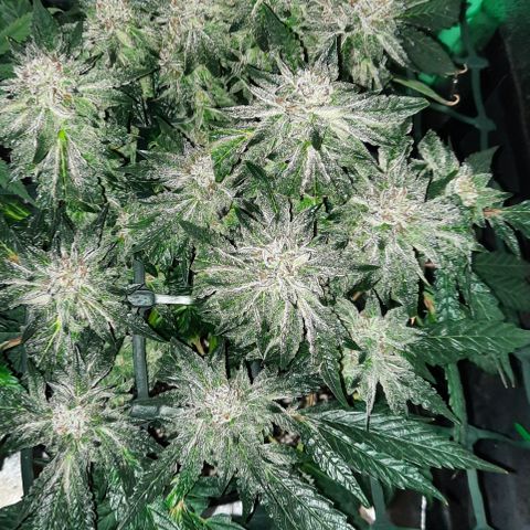 Peanut Butter Breath S1  growlog timeline photo