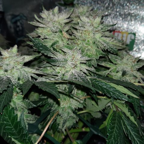 Peanut Butter Breath S1  growlog timeline photo