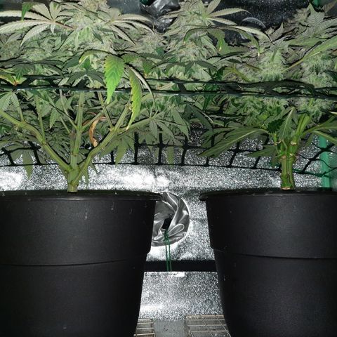 Peanut Butter Breath S1  growlog timeline photo