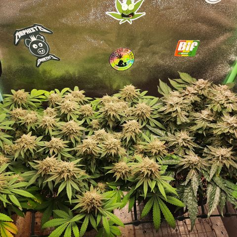 Peanut Butter Breath S1  growlog timeline photo