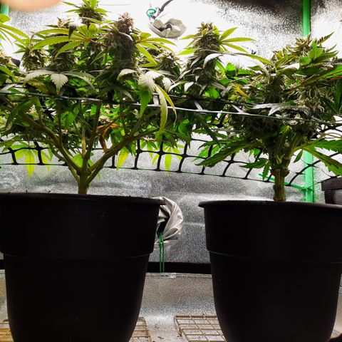 Peanut Butter Breath S1  growlog timeline photo