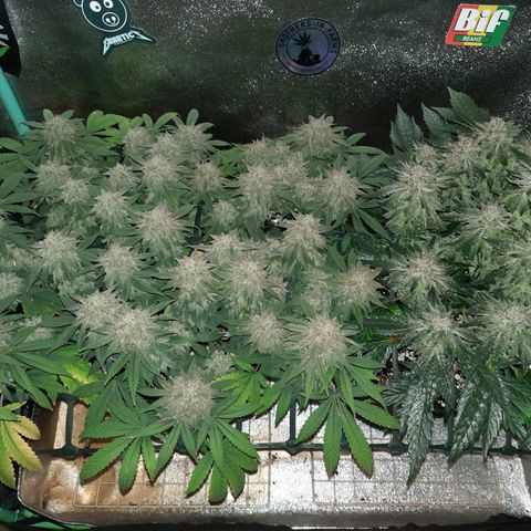 Peanut Butter Breath S1  growlog timeline photo