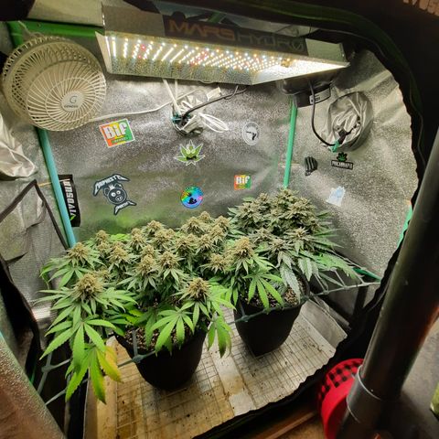 Peanut Butter Breath S1  growlog timeline photo