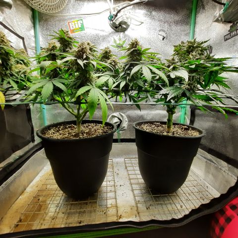 Peanut Butter Breath S1  growlog timeline photo