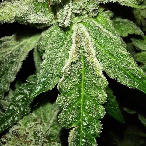 Peanut Butter Breath S1  growlog timeline photo