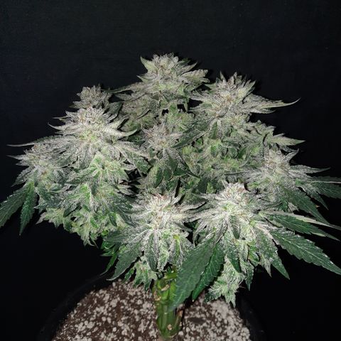Peanut Butter Breath S1  growlog timeline photo