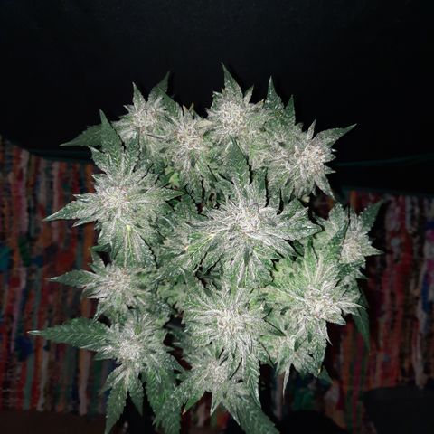 Peanut Butter Breath S1  growlog timeline photo