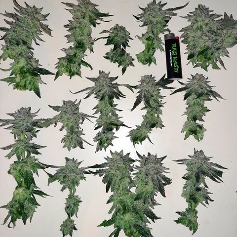 Peanut Butter Breath S1  growlog timeline photo
