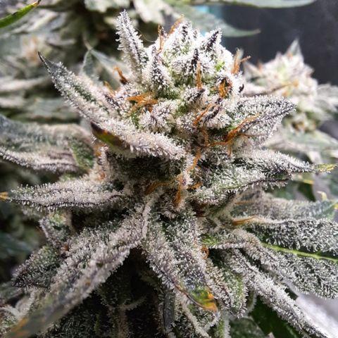 Peanut Butter Breath S1  growlog timeline photo