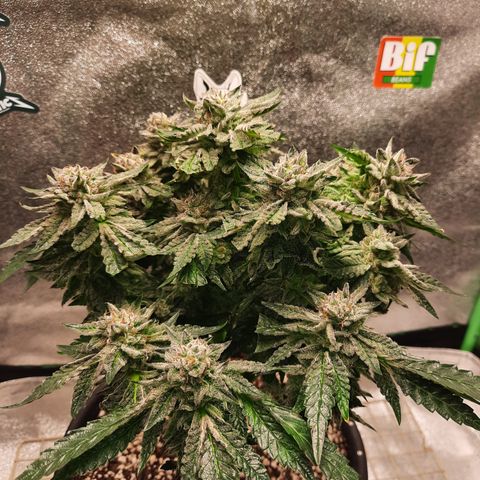 Peanut Butter Breath S1  growlog timeline photo