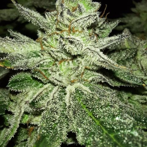 Peanut Butter Breath S1  growlog timeline photo