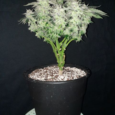 Peanut Butter Breath S1  growlog timeline photo