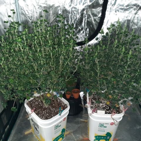 Australian Bastard Female  growlog timeline photo